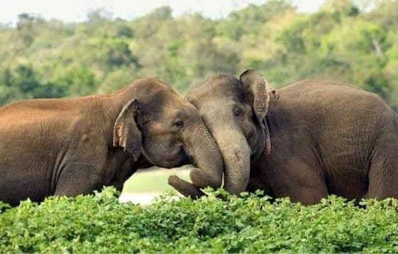 Udawalawe National Park 1