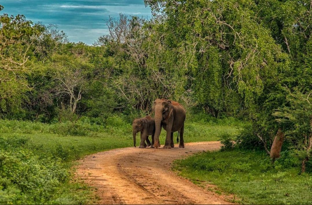 Udawalawe National Park 2